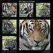 Tiger-Collage