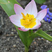 tulipe "lilac ...