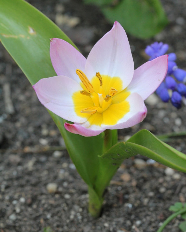 tulipe "lilac ...