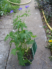géranium sylvaticum 'mayflower' P4171162