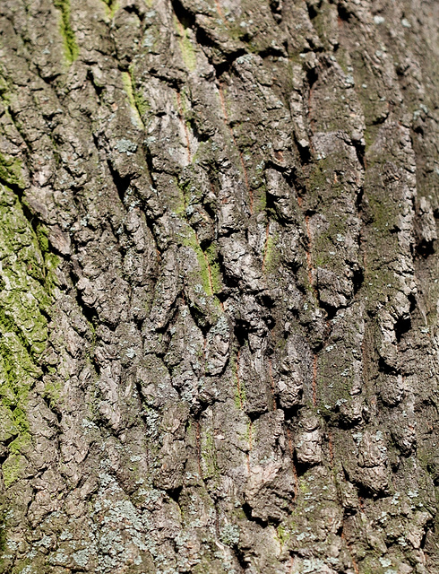 Ecorce L - Quercus Pedonculata