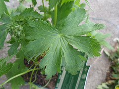 géranium sylvaticum 'mayflower' P4171163