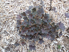 geranium x oxonianum 'sanne' P4201219