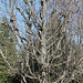 Magnolia acuminata- individu normal