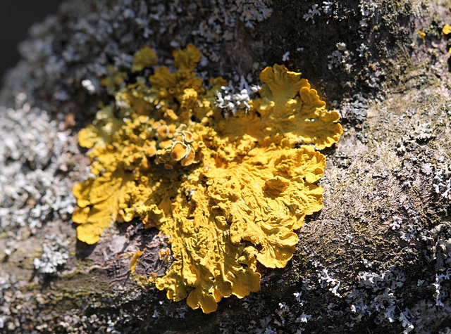 Lichen- Parmelia parietina
