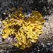 Lichen- Parmelia parietina