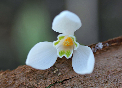 Perce-neige Perce-neige