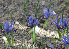 iris reticulata (2)2