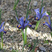 iris reticulata (2)2