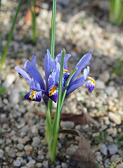 iris reticulata (3)2