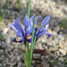 iris reticulata (3)2