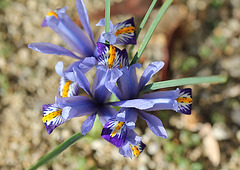 iris reticulata (5)