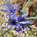 iris reticulata (5)