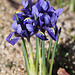 iris reticulata (4)2