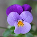 viola cornuta hybride