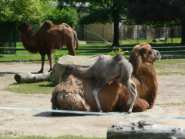 Nachwuchs im Zoo Dresden