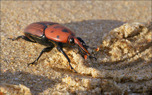 Rhynchophorus ferrugineus, vulgarmente denominado por escaravelho vermelho, é quem mata as palmeiras...