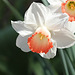 Narcisse  hybride