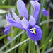 Iris reticulata (3)