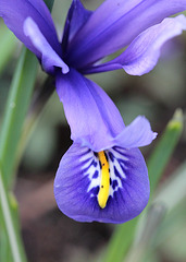 Iris reticulata (2)