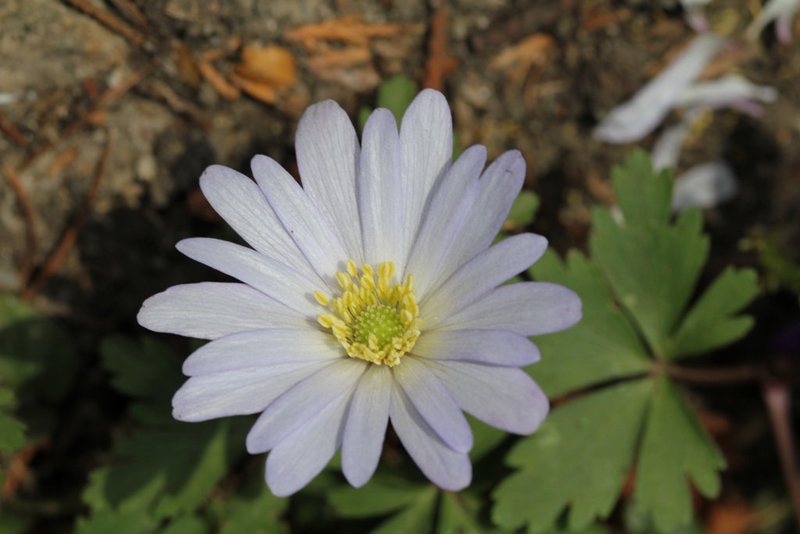 anemone blanda blanche