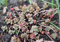 Sedum spurium tricolor
