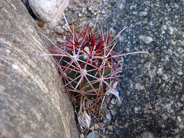 Cactus (1392)