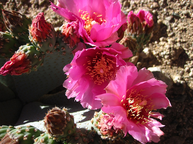 Cactus Flower (1387)
