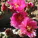 Cactus Flower (1387)