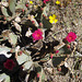 Cactus Flowers (1404)