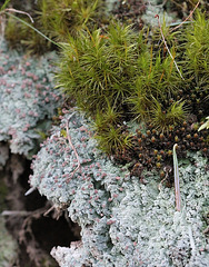 Talus à lichen et Dicranum