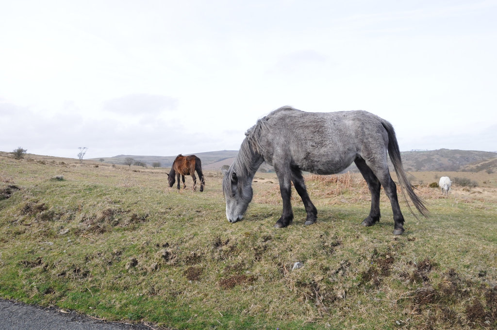 Pferde im Dartmoor