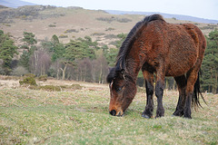 Pferd im Dartmoor