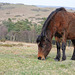 Pferd im Dartmoor