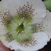 Helleborus orientalis hybride