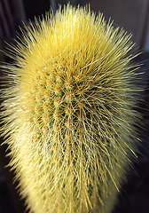 Cactus (0117)
