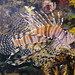Clearfin Lionfish (1) - 21 October 2014