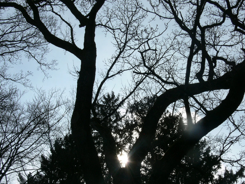 die Sonne blinzelt durch die Zweige