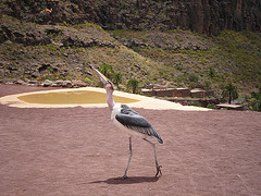 Canarias 27-4-2011 347