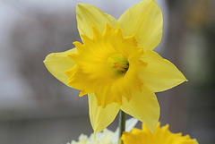 Narcisse hybride grande fleur (4)
