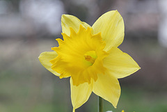 Narcisse hybride grande fleur (3)