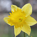 Narcisse hybride grande fleur (3)