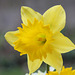 Narcisse hybride grande fleur (2)