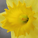 Narcisse hybride grande fleur-