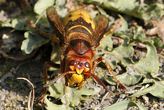 Vespa crabro