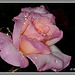 Rose et pluie 2