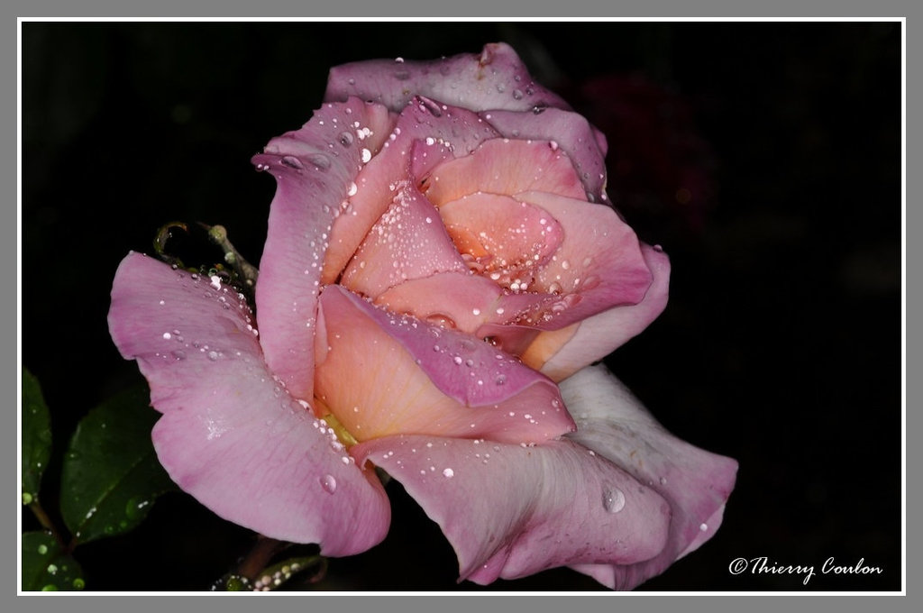 Rose et pluie 2