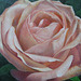 Rose=Rozo_oil on canvas=olee sur tolo_32x41cm(6f)_2010_HO Song