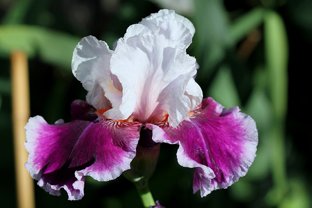 Iris ringo (2)