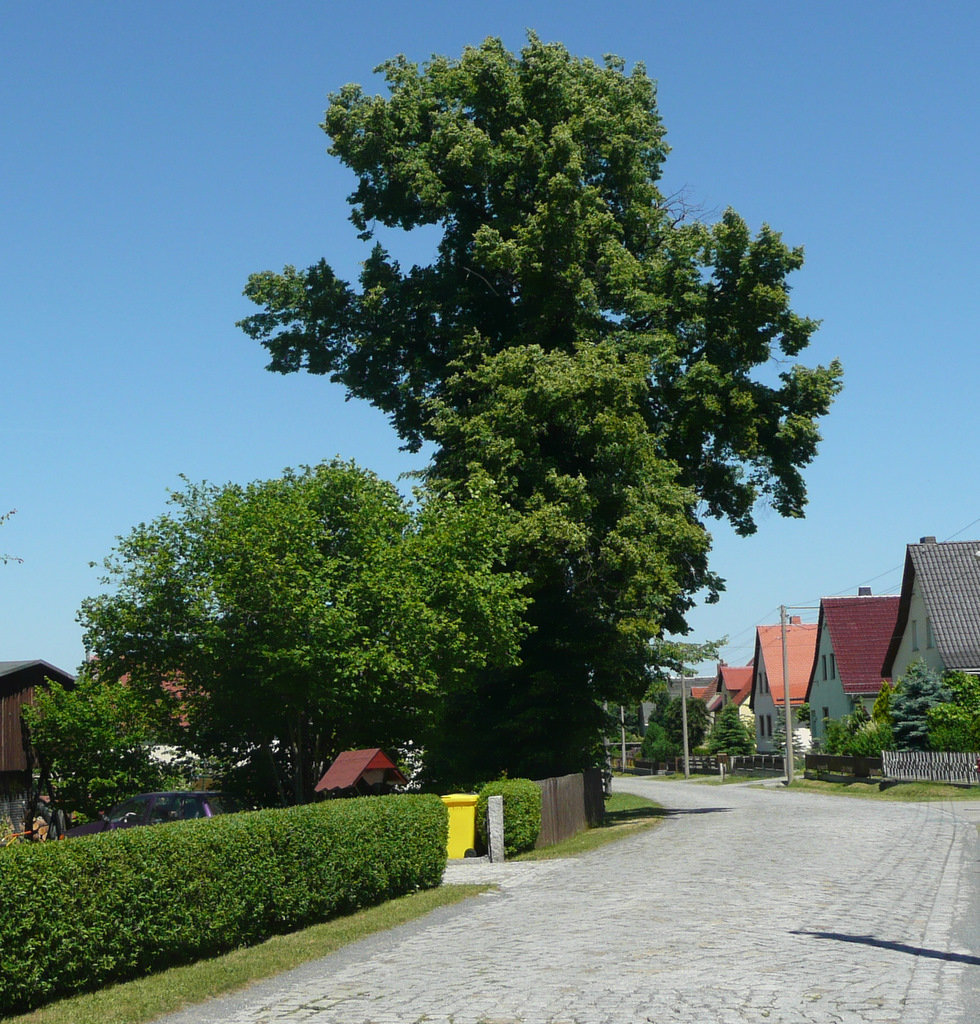 Dorfstraße mit Baum